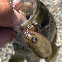 スモールマウスバス