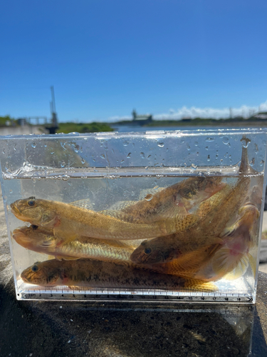 マハゼの釣果