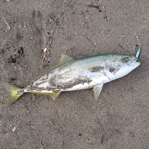 ワカシの釣果