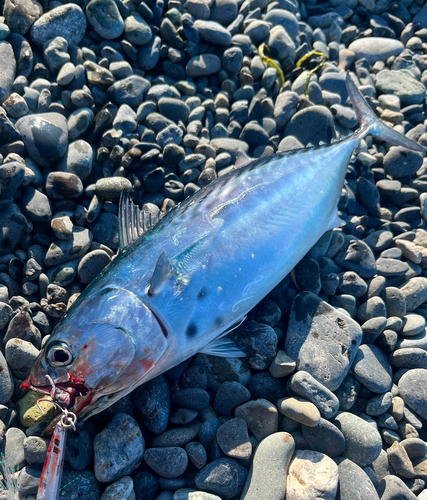 スマガツオの釣果