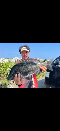 クロダイの釣果