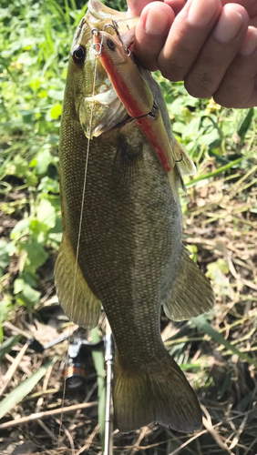 スモールマウスバスの釣果