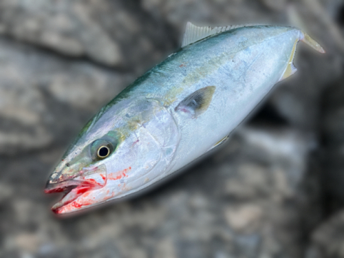 イナダの釣果