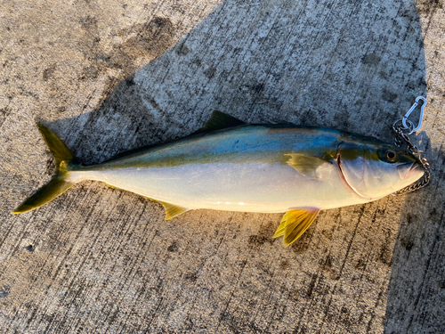 ヒラマサの釣果