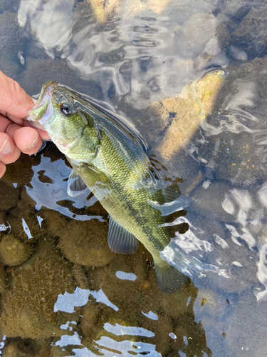 ラージマウスバスの釣果