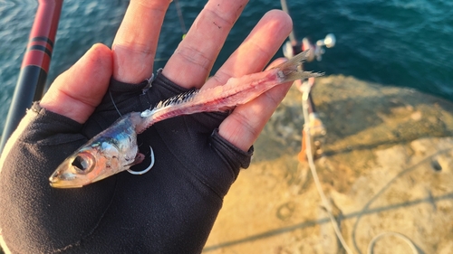 チャイロマルハタの釣果