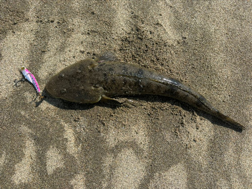 マゴチの釣果