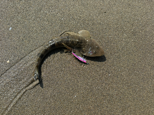 マゴチの釣果