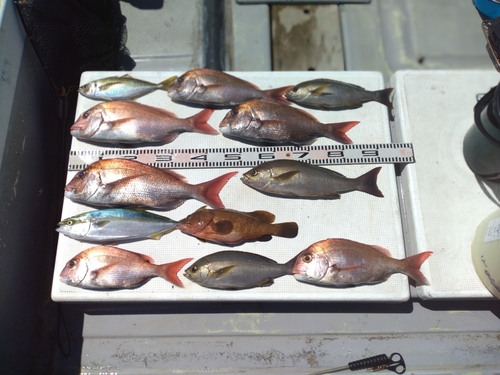 マダイの釣果