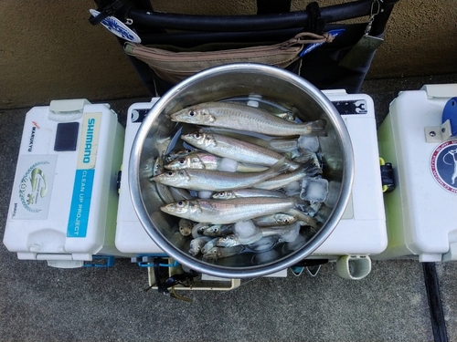 シロギスの釣果