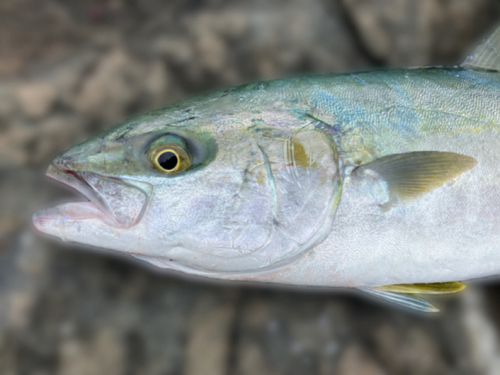 ヒラマサの釣果