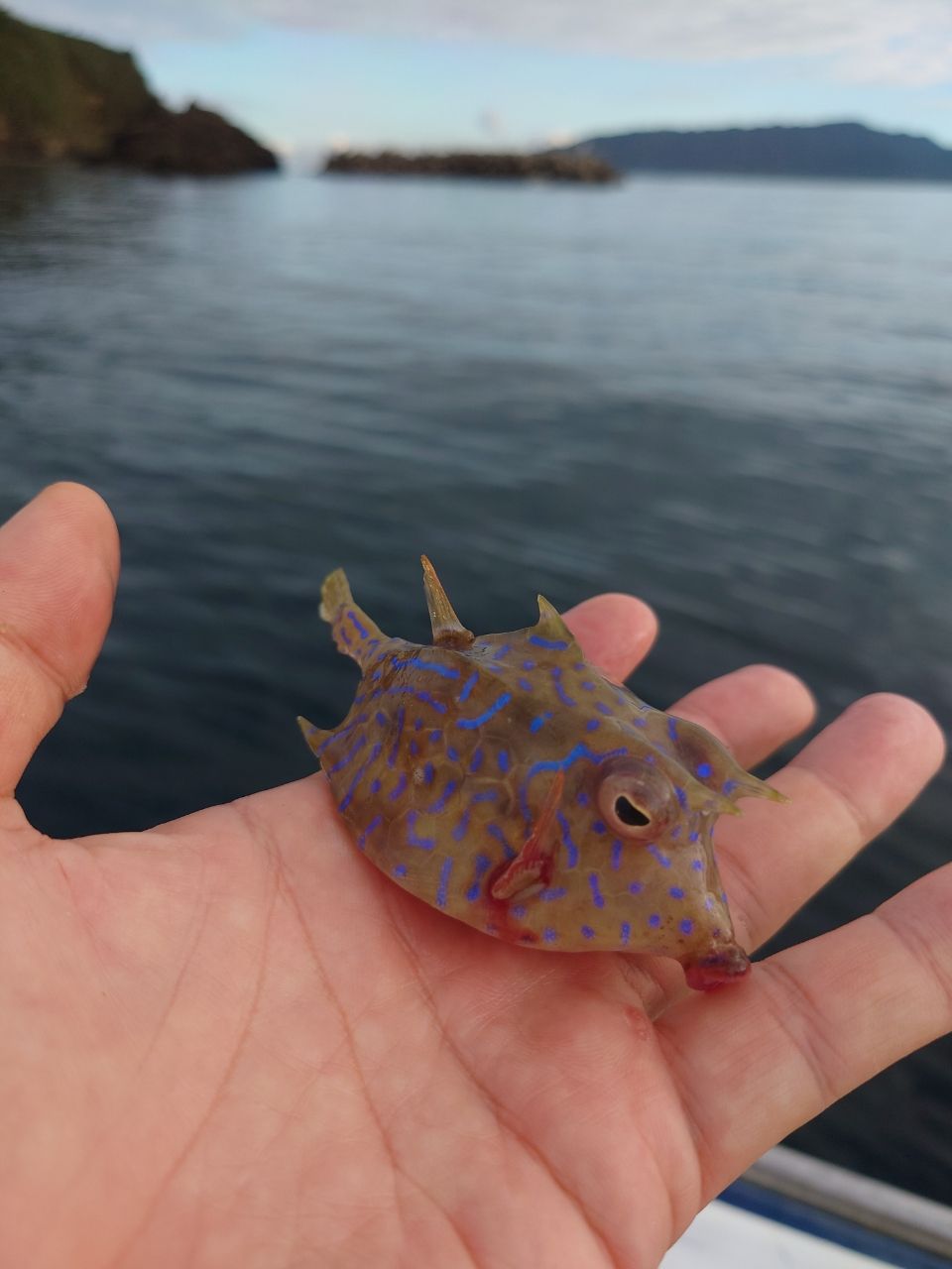 カワハギ太郎さんの釣果 3枚目の画像