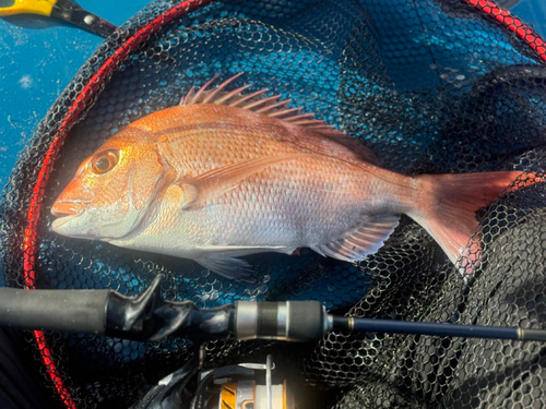 マダイの釣果