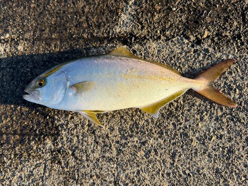 アカビラの釣果