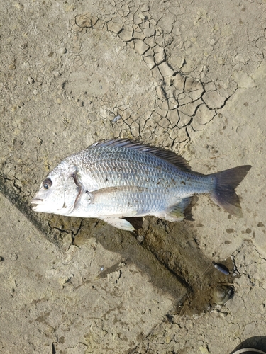 キビレの釣果