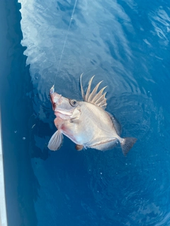 カガミダイの釣果