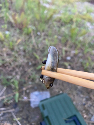 チチブの釣果