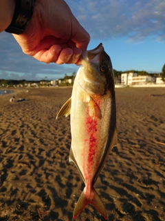 ショゴの釣果