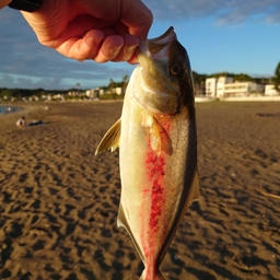 ショゴ