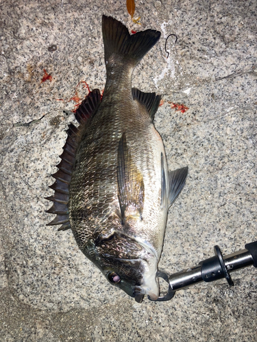 クロダイの釣果