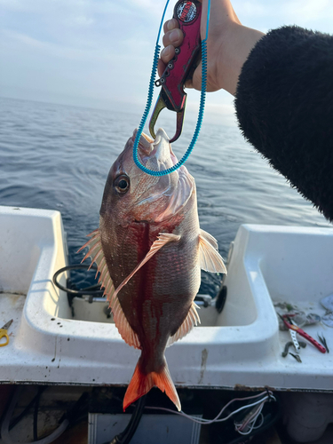 タイの釣果