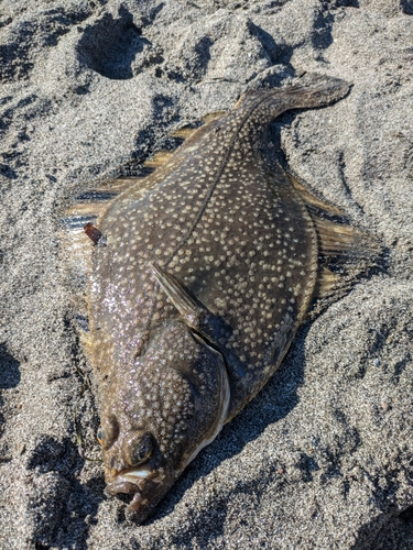 カレイの釣果