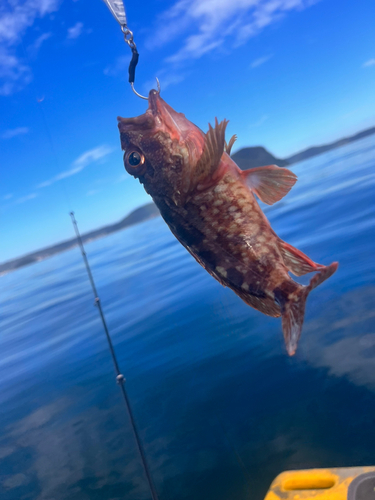 アラカブの釣果