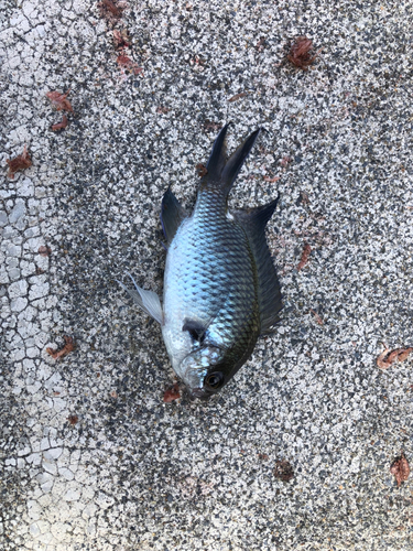 キタマクラの釣果