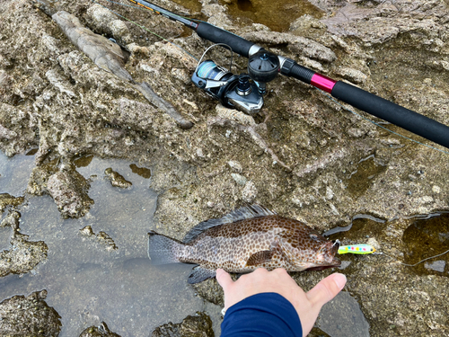 アカハタの釣果