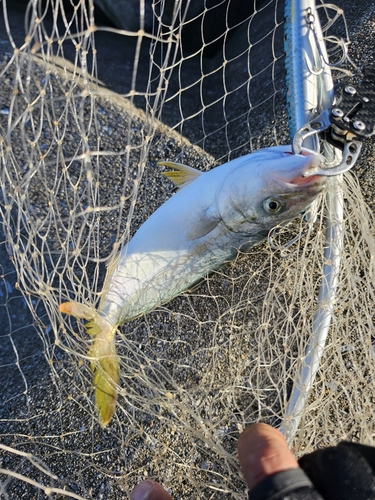 ショッコの釣果