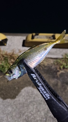 マアジの釣果