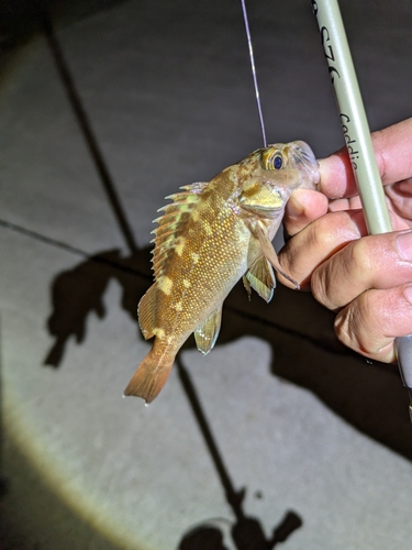 ガヤの釣果