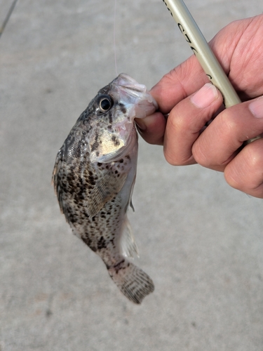 クロソイの釣果