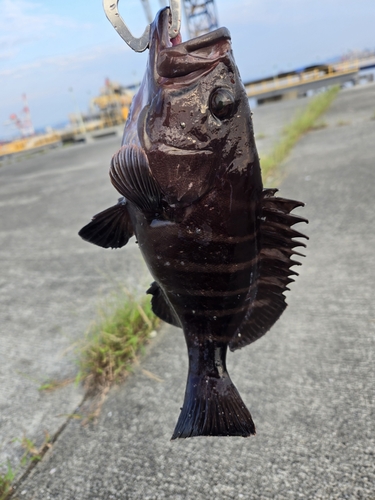 マハタの釣果