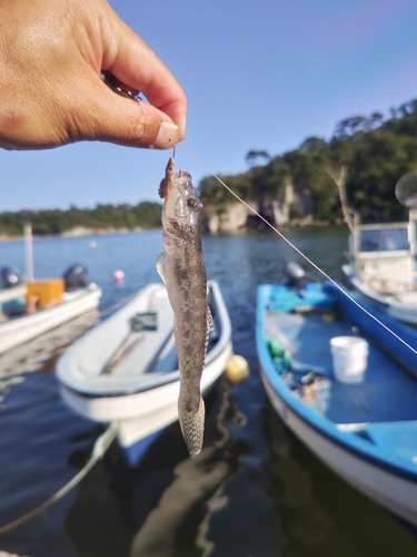 ハゼの釣果