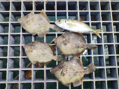 カワハギの釣果