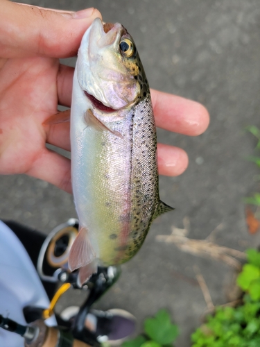 ニジマスの釣果