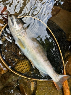 ヤマメの釣果