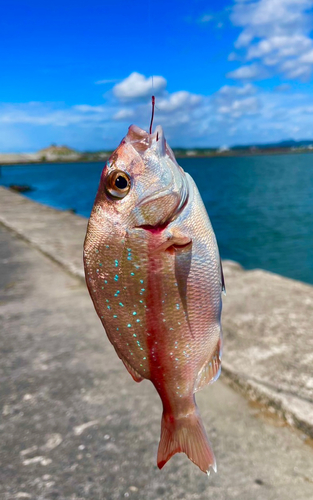 チャリコの釣果