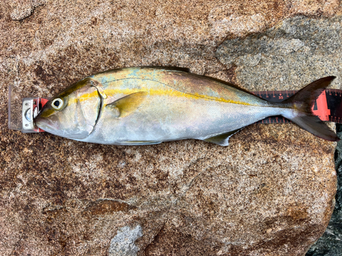 ネリゴの釣果