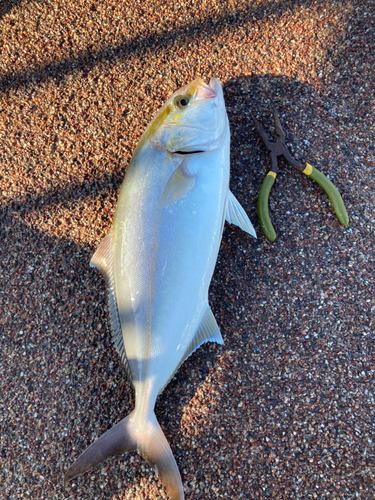 ショゴの釣果