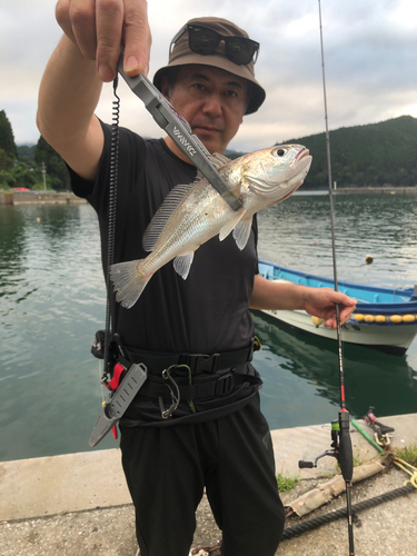 イシモチの釣果