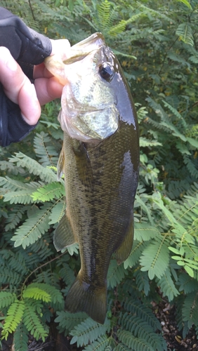 ラージマウスバスの釣果