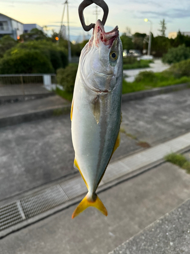 ツバスの釣果