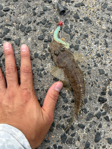 コチの釣果