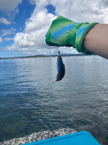 ベラの釣果