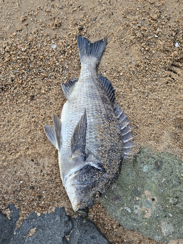 チヌの釣果