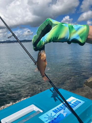 ネンブツダイの釣果