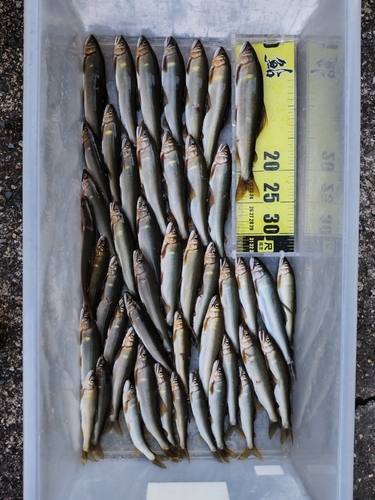 アユの釣果