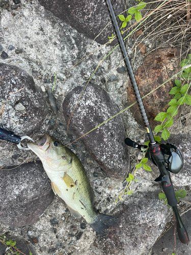 ブラックバスの釣果